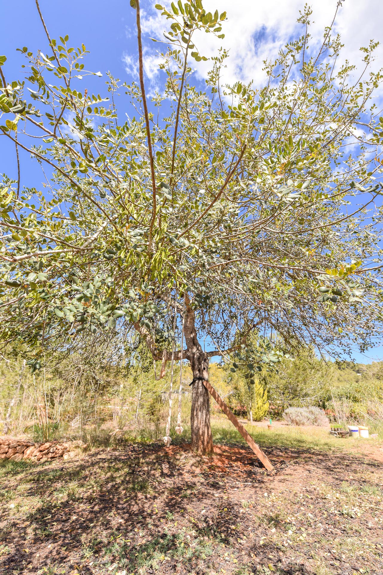 Resa Estate finc for sale Ibiza santa gertrudis te koop spanje tree.jpg